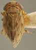 Habitus, dorsal view on Ceratagallia bigeloviae (Baker, 1896): Dorsal. (Observation).