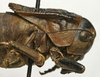CollectionObject 1535951; 4f0136ba-4a1d-4ee6-a4cb-e0591d687134: female pronotum, lateral view. (CollectionObject).
