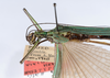 CollectionObject 1562154; 7d65faa0-ce26-449d-9f33-09a9a54ed17d: copyright ANSP. female: head & thorax, dorsal view (holotype). (CollectionObject).