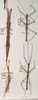 CollectionObject 1560287; 39f9c2f8-46d5-47f7-a05c-5db2c414b514: copyright OUMNH. males and female (syntypes - on left); others are males of hispa. (CollectionObject).;CollectionObject 1560288; 4dc70e09-436b-450f-b855-4b1d51a8ae5d: copyright OUMNH. males and female (syntypes - on left); others are males of hispa. (CollectionObject).