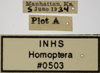 Other on Athysanella (Athysanella) incongrua Baker, 1898: Labels - Male. (Observation).