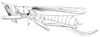 Odontolakis megacephala (Burmeister, 1838): Pl. IV, Fig. 75. female habitus (f = foramen prothoracis, pronotum length 11.8 mm, tegmina 41.5 mm, ovipositor 22 mm). (Otu).