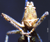CollectionObject 1503266; 705deb9c-5d1f-4e7a-a21a-285c96347e9b: male frons. (CollectionObject).