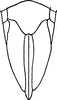 Ovipositor on Eupterella gladia DeLong & Ruppel, 1950: Ovipositor. (Observation).