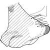 Pygofer, lateral view on Bolanusoides pahlawan Dworakowska, 1993: Pygofer lobe, lateral view. (Observation).