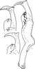 Stylus on Coganoa indica Sohi, Mann & Shenhmar, 1987: Stylus. (Observation).
