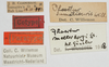 CollectionObject 1580298; 223222a7-b9b0-4ab2-8894-eee681f9f696: labels (paratype of Phaestus sumatrensis). (CollectionObject).
