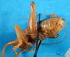 CollectionObject 1500160; 7d45b126-d844-4f9c-8aa7-49a9cd77f73b, DORSA BSal012S01: male, abdomen tip (holotype of Gryllacris inconspicua var. fleischeri). (CollectionObject).