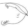 Pygofer, lateral view: Pygofer, lateral view. (Observation).
