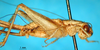 CollectionObject 1565730; 1ed0854e-1f82-41a3-bb9f-3c9c7b3e1942: female, lateral view (paratype). (CollectionObject).