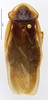 CollectionObject 1587279; MNHN(SF IMPORT DUPLICATE) MNHN-EP-EP1235, c7cd5bb8-5f4f-410e-8d68-5f16bc71c83b: CC BY-NC-ND 4.0/MNHN - Depraetere Marion - 2014. Paratype, male, of ultima Grandcolas, 1993. Specimen number: MNHN-EP-EP1235. http://coldb.mnhn.fr/catalognumber/mnhn/ep/ep1235. (CollectionObject).