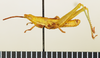 CollectionObject 1518454; 1410885e-aa7f-46ff-93e0-db80e7ec820e: male, lateral view (holotype). (CollectionObject).