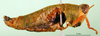 CollectionObject 1502331; 5f82bbe9-3ade-4cc2-97a9-226be95ca605, DORSA BA000337S01: female, lateral view (lectoallotype). (CollectionObject).