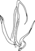 Aedeagus, lateral view on Anufrievia grisea Dworakowska, 1976: Aedeagus, lateral view. (Observation).