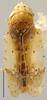 Habitus, dorsal view: !! display not done !! on Pseudobalbillus Jacobi, 1912: Pseudobalbillus sp., dorsal habitus. (Observation).