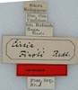 Cirsia finoti Redtenbacher, 1906: copyright NMW. female data labels (paralectotype). (Otu).