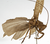CollectionObject 1529704; a80cf5c5-1e65-4c2c-abac-e02e568bcdb7: male, lateral view (holotype). (CollectionObject).