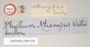 CollectionObject 1561205; NHMUK(SF IMPORT DUPLICATE) 845230, a6e7094f-b687-4215-8c9d-6d75aae081d8: copyright Natural History Museum, London. female, data labels [round label reversed] (holotype). (CollectionObject).