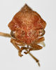 Head: !! display not done !! on Cyrtolobus rufulus Woodruff, 1924: (Observation).