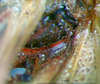 CollectionObject 1500712; b1f2604c-eaea-4aa2-848a-c20ab47707e8: male stridulatory file on underside (syntype). (CollectionObject).