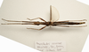 CollectionObject 1595830; ca24f273-9954-48d3-8d1c-a7ac97583fd4: copyright LKCNH Singapore. female, dorsal view (holotype). (CollectionObject).