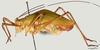 CollectionObject 1586790; 1ab07d23-7cfa-4d73-a43c-9a0308face4d: lateral, scale bar = 5 mm. (CollectionObject).
