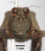 CollectionObject 1599704; 72ebb6c2-472b-4856-8ef3-2eeacafdd33c: female, frontal view (holotype). (CollectionObject).
