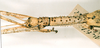 CollectionObject 1562325; e69c0da7-c03e-408e-84c2-593acfb93ae7: copyright NHRS, Stockholm. female: head and thorax, lateral view (holotype). (CollectionObject).
