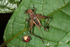 Lebinthus bitaeniatus Stål, 1877: male (Philippines, Mount Makiling, 10/11 April 2018). (Otu).