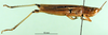 CollectionObject 1568781; bd7c19f3-e5be-4c4e-9c68-6afc09ce197e: male, lateral view (paralectotype of Tristria musanae). (CollectionObject).
