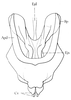 Dericorys albidula Serville, 1838: Fig. 46, 2. phallic complex, dorsal view, membrane and epiphallus removed. (Otu).