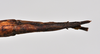CollectionObject 1558585; NTUC 719, eb6f0012-b2b7-495b-835a-b789b0b39b78: copyright NTUC. female: end of abdomen, ventral view (holotype). (CollectionObject).