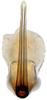 Aedeagus, ventral view: !! display not done !! on Dorycephalus Kouchakéwitch, 1866: Dorycephalus baeri, aedagus, caudally (INHS). (Observation).
