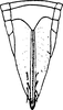 Ovipositor on Elbelus wierzbowskae Dworakowska, 1972: Apex of abdomen, female. (Observation).