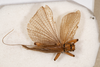 CollectionObject 1531222; 0334a481-5fd2-4ecc-a334-419ad39aeb08: male, dorsal view (holotype). (CollectionObject).