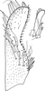 Subgenital plate, ventral view on Apheliona bioculata (Melichar, 1903): Subgenital plate. (Observation).