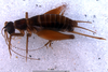 CollectionObject 1581883; d052722c-7276-4c6a-9b7e-d081e2d295d7: female, lateral view (allotype). (CollectionObject).