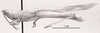 CollectionObject 1524407; 06627086-6473-4683-890e-6c95d25b2eeb: male, lateral view (holotype of Belosacris aurantipes). (CollectionObject).