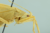 CollectionObject 1531748; 20697b80-5758-403a-aa06-353650e85941: female head and pronotum, lateral view (holotype). (CollectionObject).