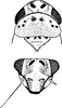 Head on Erythria manderstjernii (Kirschbaum, 1868): Head and thorax. (Observation).