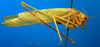 CollectionObject 1500692; 12d85404-c14f-42af-af21-1abbc16dbd53, DORSA BTducpunHTM: male, lateral view (holotype). (CollectionObject).