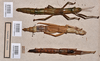 CollectionObject 1559758; 7601fd61-524c-437e-8a31-823fc6fbd25c: copyright NTUC. female (paralectotypes). (CollectionObject).;CollectionObject 1559759; e467e78d-6ce4-4632-b449-eec0a1e2ea1a: copyright NTUC. female (paralectotypes). (CollectionObject).