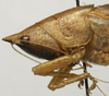 Lanista affinis Bolívar, 1906: male pronotum lateral (lectotype). (Otu).