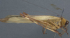 CollectionObject 1505861; c6873a45-57d3-4f4d-a2e2-7e3489534c6a: male, lateral view (syntype). (CollectionObject).