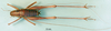 CollectionObject 1500217; 6c55a45a-7869-41f1-bc12-e8d7232b2bad: male, dorsal view (syntype). (CollectionObject).