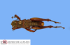 CollectionObject 1513706; 7078fdbf-83b9-4a7b-b38e-32ac487f0fd1: male, dorsal view (paratype). (CollectionObject).