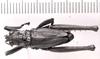 CollectionObject 1523898; 19306023-07f8-4691-8b07-d7c447e6b8df: male, dorsal view (holotype). (CollectionObject).