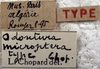 Odontura (Odontura) microptera Chopard, 1943: labels (paratype). (Otu).