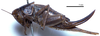 CollectionObject 1532102; 021bab97-6540-4ecf-bfdf-0493944579a1: female, lateral view (syntype). (CollectionObject).