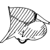 Pygofer, lateral view on Anufrievia maculosa Dworakowska, 1977: Pygofer, lateral view. (Observation).